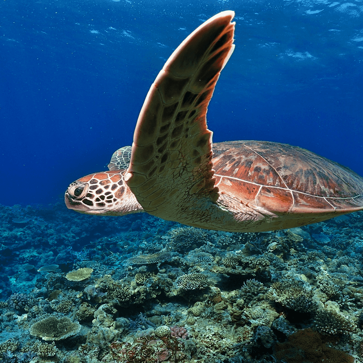 見出し１文章。見出し１文章。